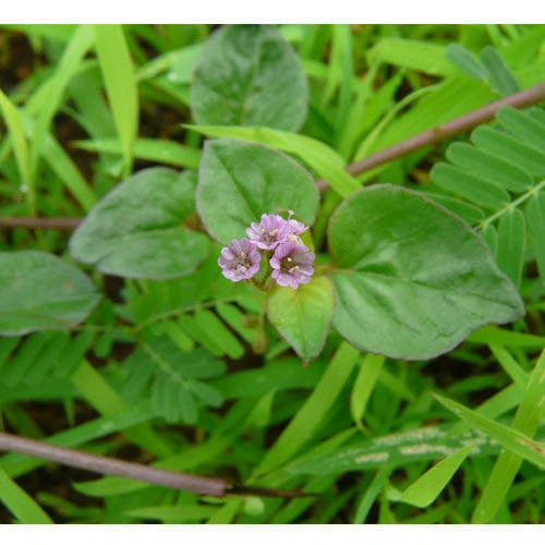 punarnava-extract-boerhavia-diffusa-extract-500×500-1